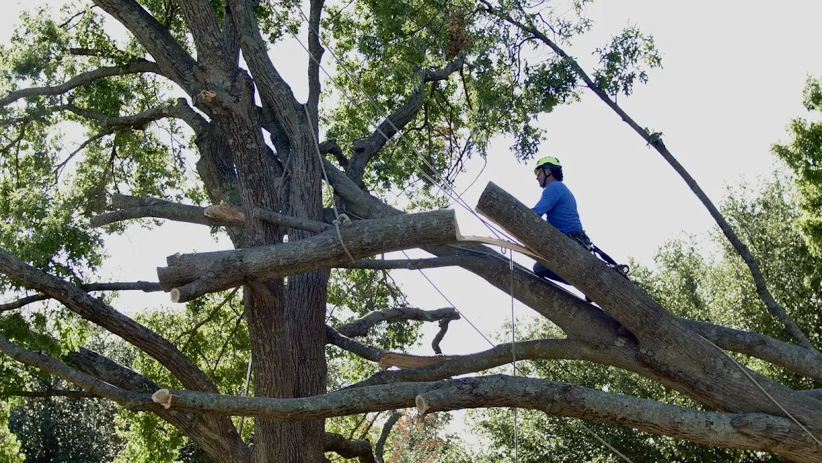Professional Crown Thinning performed by certified arborists in Tama