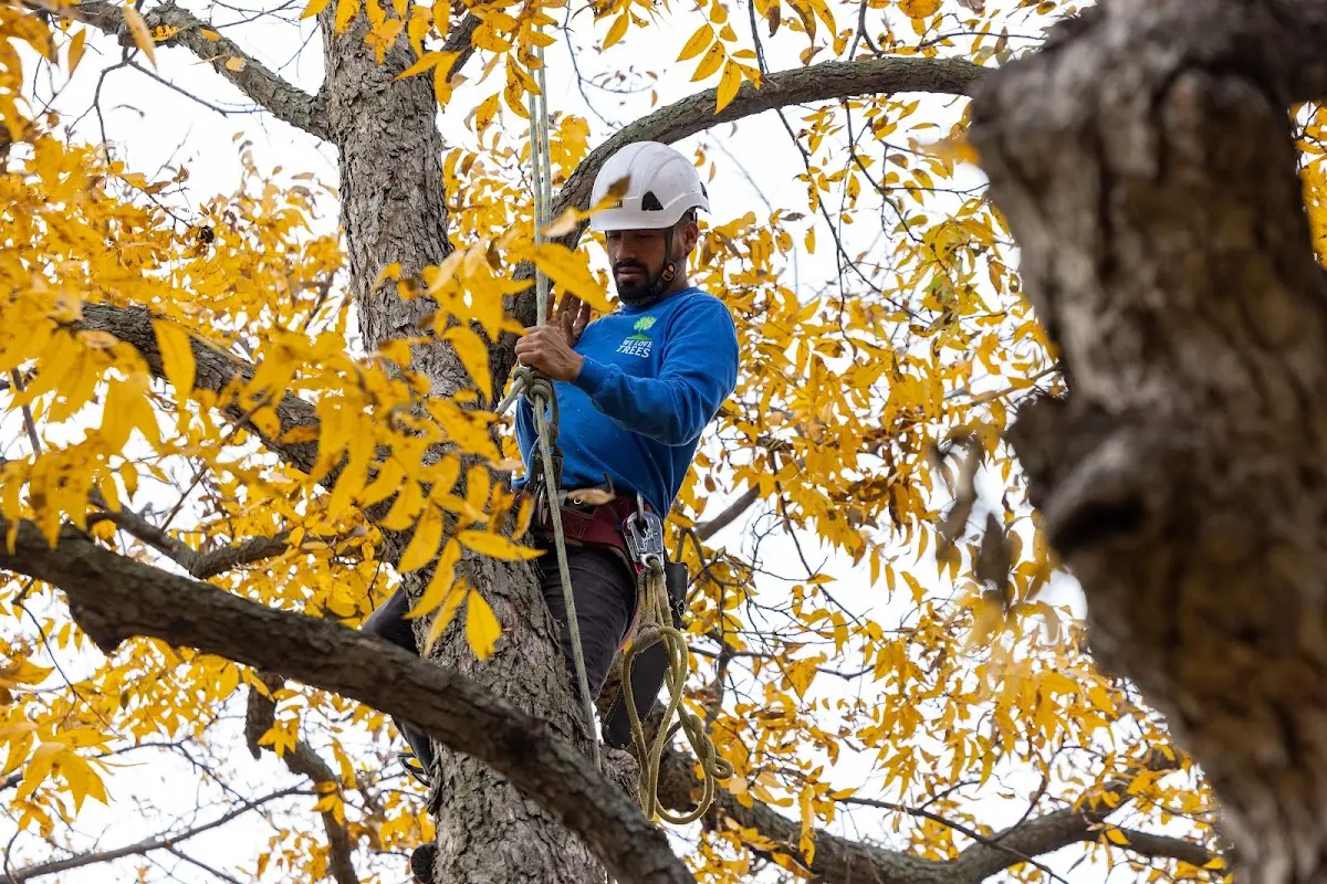 Skilled Tree Trimming crew working in Tama