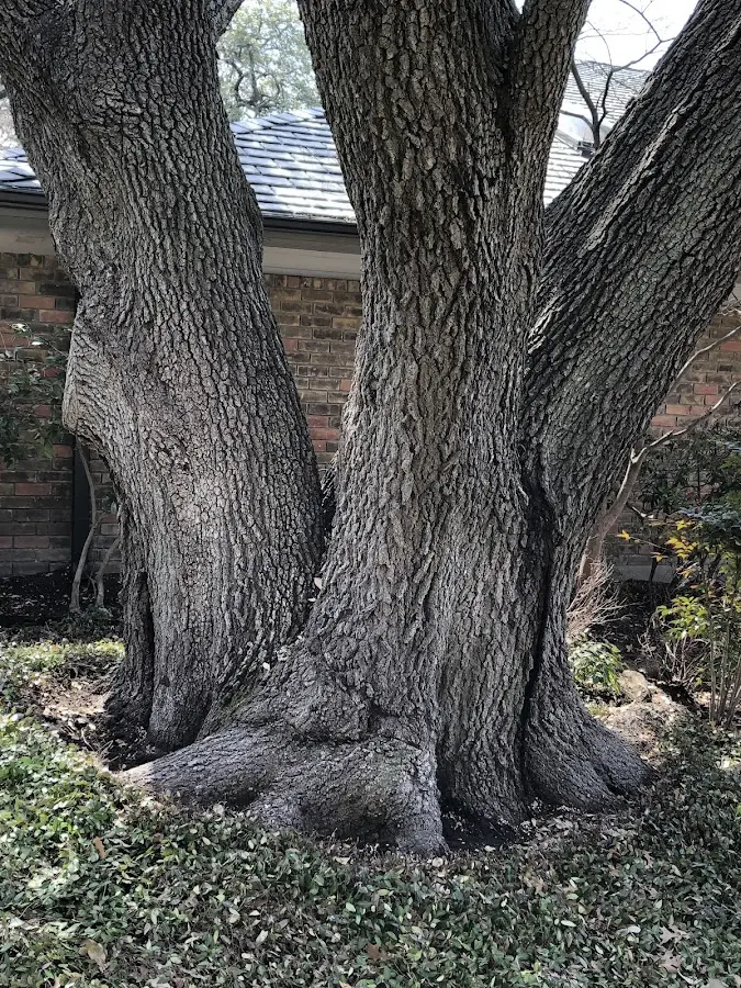 Mature heritage tree close to a Tama property cared for by certified arborists